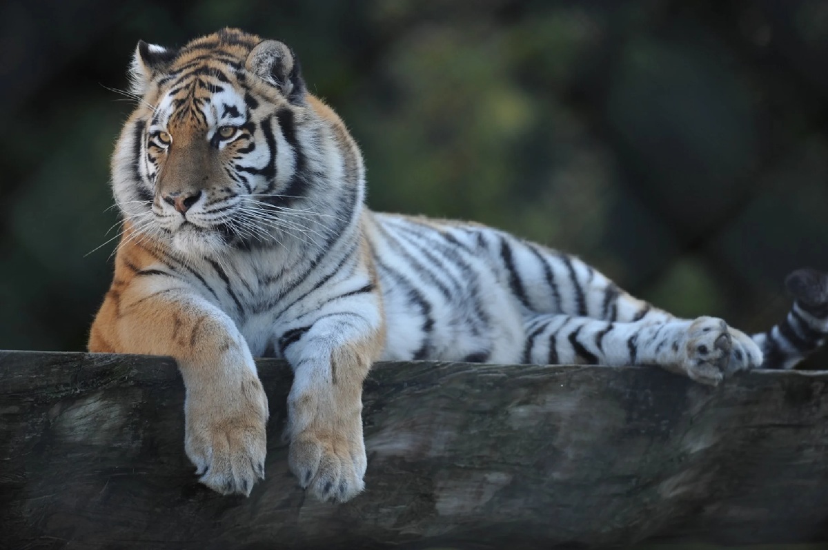 Le Zoo de Servion : une sortie nature incontournable à vivre en famille en Suisse romande