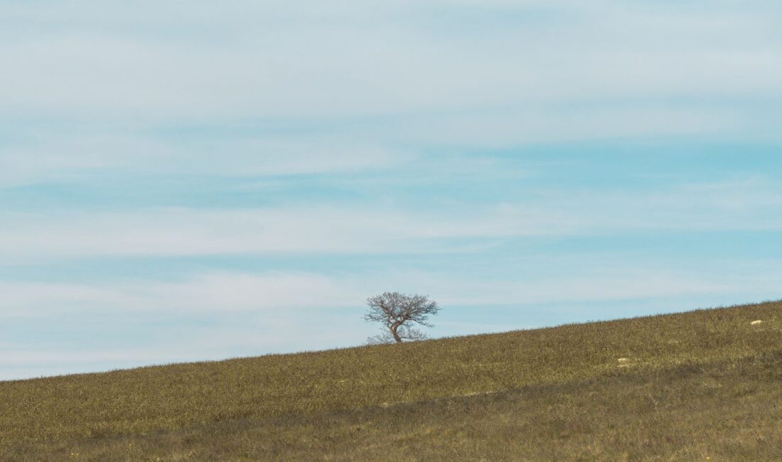 Arbre solitaire dans un vaste champ sous un ciel bleu