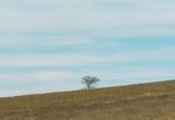 Arbre solitaire dans un vaste champ sous un ciel bleu