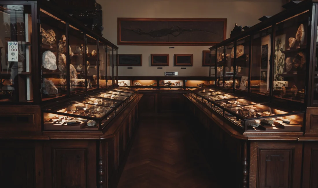 Minéraux et fossiles présentés dans des vitrines de musée