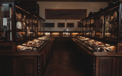 Minéraux et fossiles présentés dans des vitrines de musée