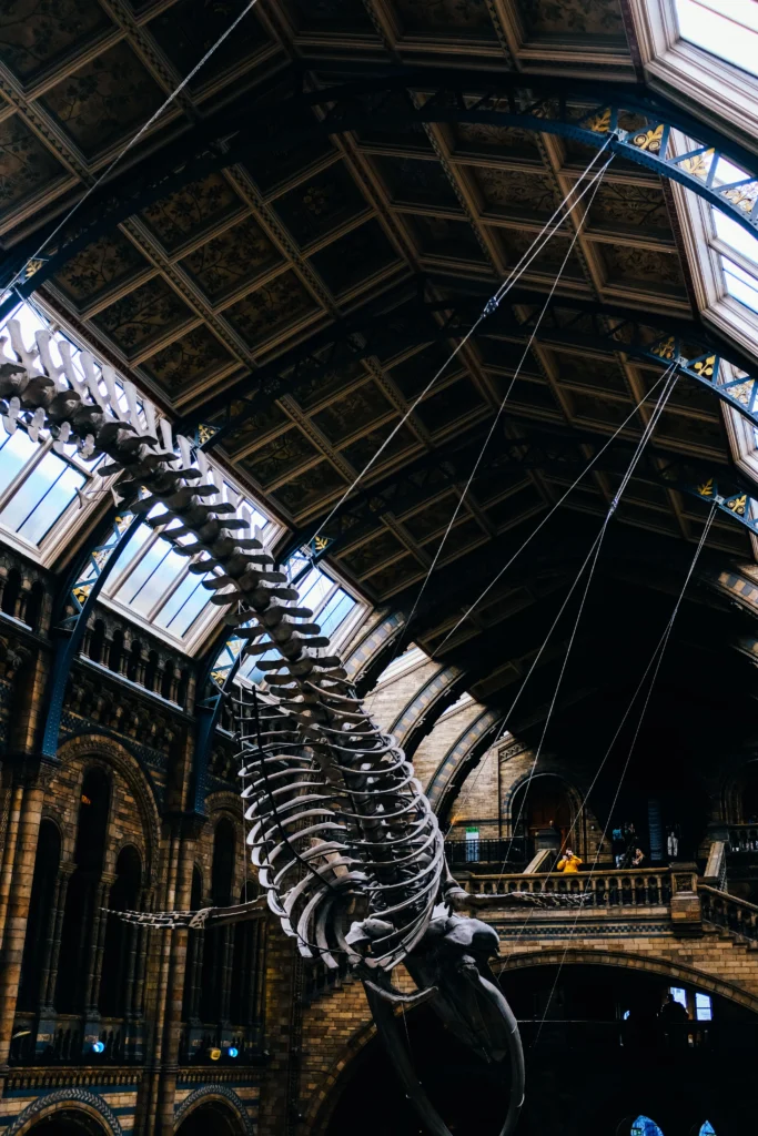 Squelette de dinosaure exposé dans un musée