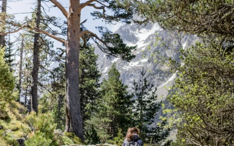 Adulte et enfant en randonnée dans une forêt de montagne