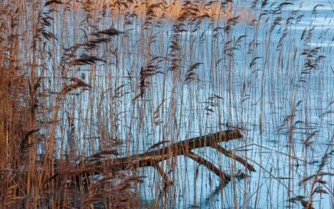 Roseaux au bord d’un lac calme en automne