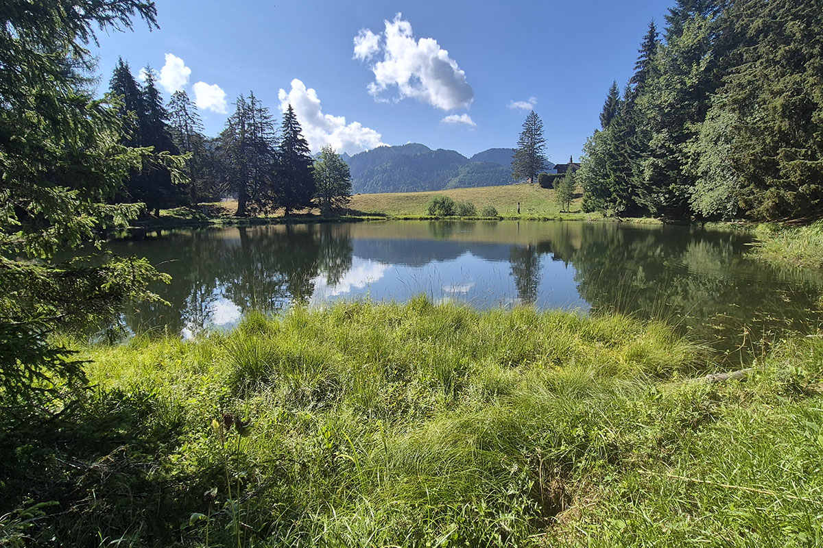 Le lac des Joncs aux Paccots : une balade nature à découvrir en famille